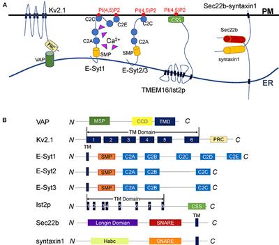 Endoplasmic Reticulum–Plasma Membrane Contact Sites: Regulators, Mechanisms, and Physiological Functions